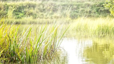 Sonbahar Gölü yakınında yeşil bitkiler tarafından çiçek açar.
