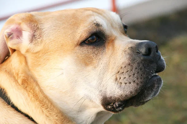 Retrato de un perro - Ca de bou — Foto de Stock