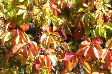 üzüm sonbahar yaprakları 