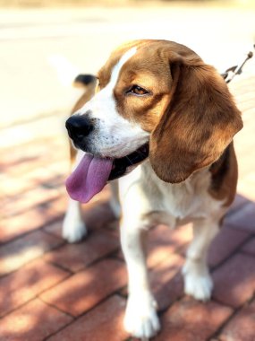 Bir yaz gününde güzel bir Beagle köpeğinin portresi. Yakın çekim.