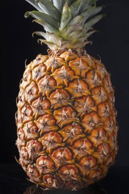 Siyah arka planda taze bir çam yaprağı. Yakın çekim.