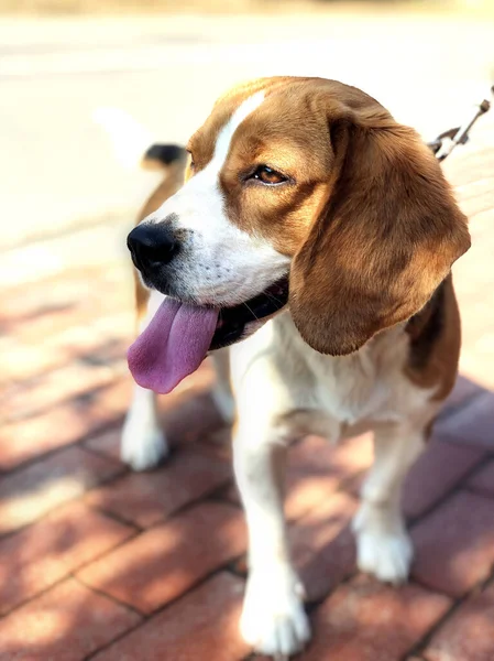 Retrato Hermoso Perro Beagle Día Verano Primer Plano — Foto de Stock