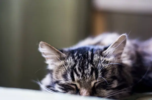 Maison chat endormi — Photo