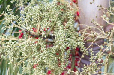 Yeşil Areca somun Areca palm orta çekim bahçede üzerinden