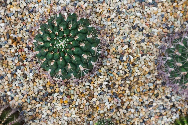 Cacto crescendo em canteiro de rocha, Planta Suculenta, Técnica de Foco Seletivo — Fotografia de Stock