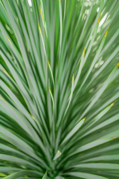 Αφηρημένο πράσινο φύλλο υφή φόντου, Macro Green Leaf — Φωτογραφία Αρχείου