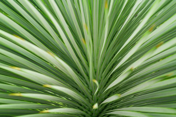 Αφηρημένο πράσινο φύλλο υφή φόντου, Macro Green Leaf — Φωτογραφία Αρχείου