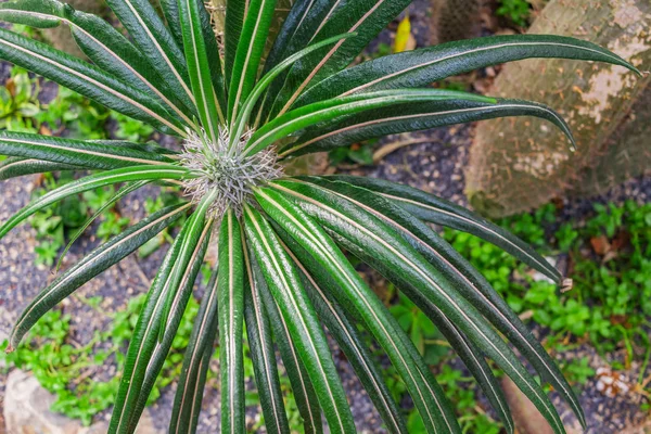 Madagascar Palma, Pie de palo, Pachypodium Lamerei — Foto de Stock