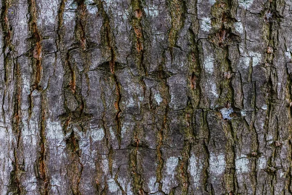 Textura de madera, textura detallada de la corteza de álamo iluminada —  Fotos de Stock