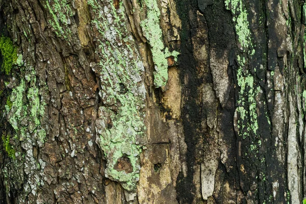 나무, 오래 된 회색 껍질 나무에 모스 그린 — 스톡 사진