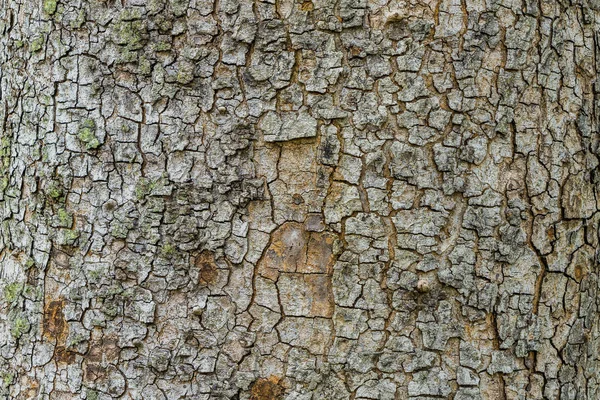 古い樹皮ツリー テクスチャ背景、茶色の木の幹 — ストック写真