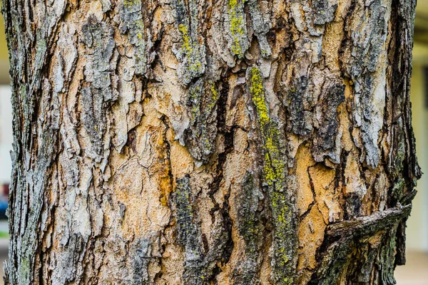 오래 된 나무 껍질 질감 배경, 브라운 나무 줄기 — 스톡 사진
