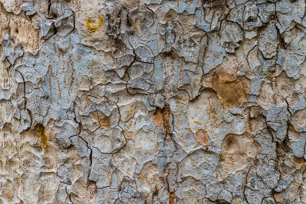 Старий Гавкати дерева текстуру фону, стовбур дерева Браун — стокове фото