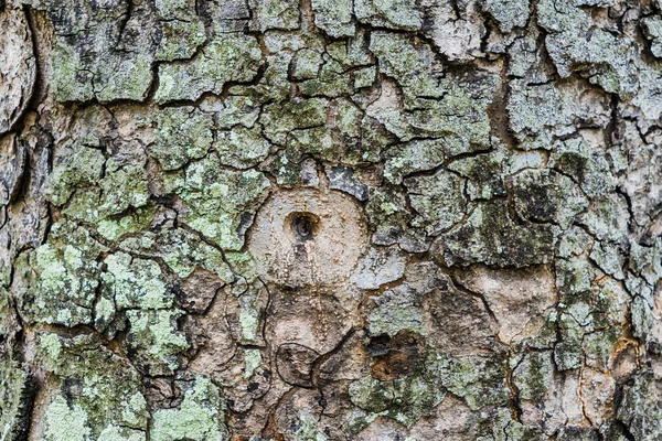 Fondo de textura de árbol de corteza vieja, tronco de árbol marrón —  Fotos de Stock