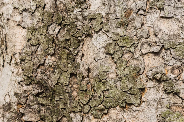 Fondo de textura de árbol de corteza vieja, tronco de árbol marrón — Foto de Stock