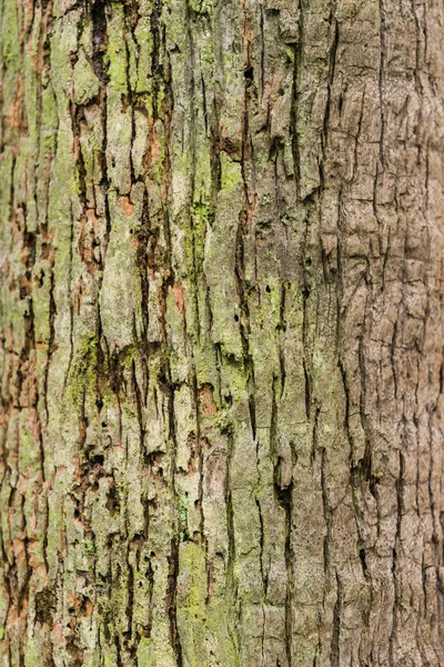 Fondo de textura de árbol de corteza vieja, tronco de árbol marrón — Foto de Stock