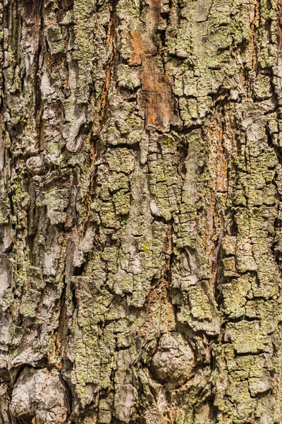 Oude boom Bark textuur achtergrond, Brown boomstam — Stockfoto