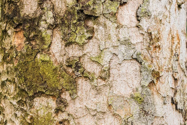 Fondo de textura de árbol de corteza vieja, tronco de árbol marrón — Foto de Stock