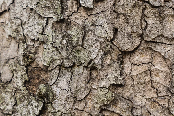 Oude boom Bark textuur achtergrond, Brown boomstam — Stockfoto