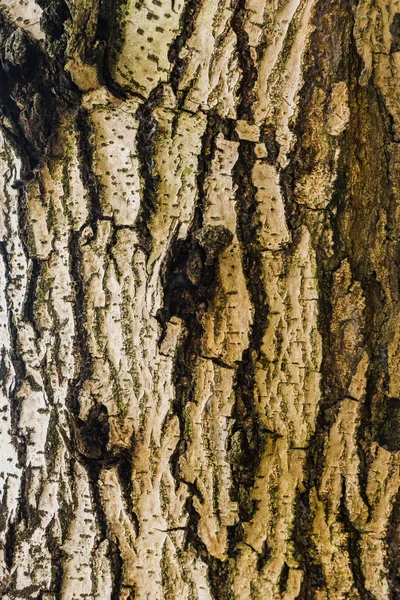 Fondo de textura de árbol de corteza vieja, tronco de árbol marrón — Foto de Stock