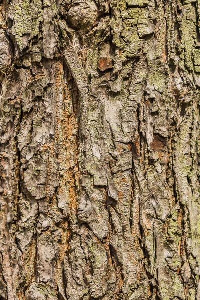 오래 된 나무 껍질 질감 배경, 브라운 나무 줄기 — 스톡 사진