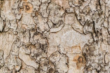 Eski ağaç kabuğu doku arka plan, kahverengi ağaç gövdesi 