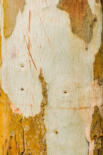 Stará kůra stromu textury pozadí, kmen stromu Brown — Stock fotografie