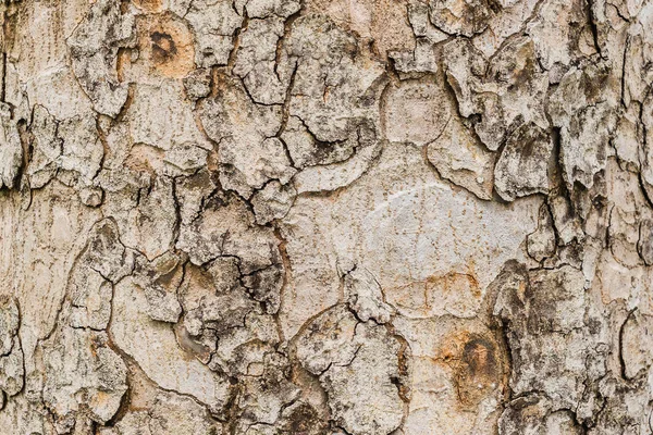Régi fa kéreg textúra háttér, barna fa törzse — Stock Fotó