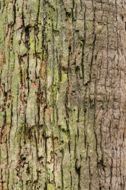 Eski ağaç kabuğu doku arka plan, kahverengi ağaç gövdesi 