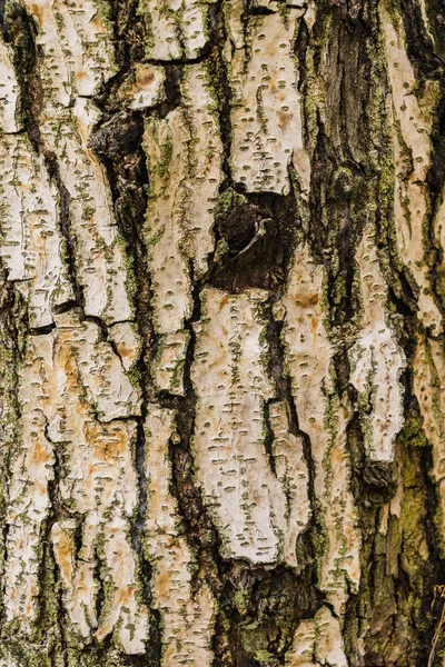 Oude boom Bark textuur achtergrond, Brown boomstam — Stockfoto