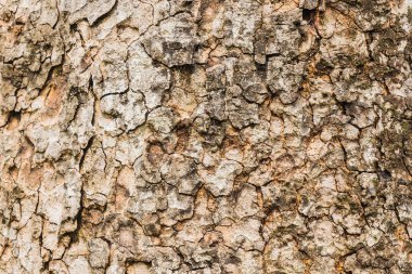 Eski ağaç kabuğu doku arka plan, kahverengi ağaç gövdesi 
