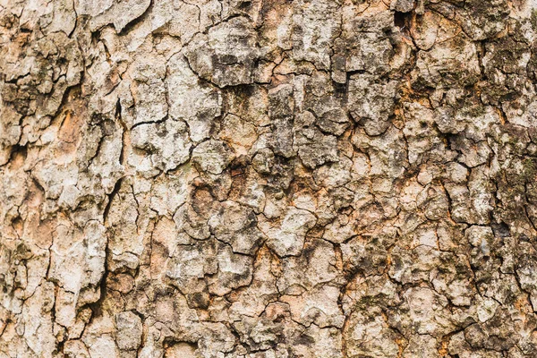 Alte Rinde Baumstruktur Hintergrund, brauner Baumstamm — Stockfoto