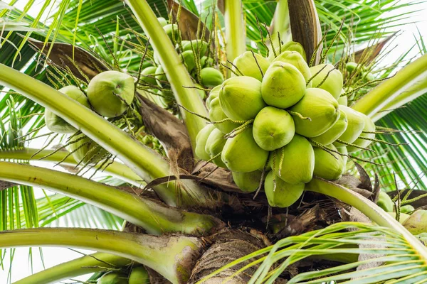 ココナッツの木のココナッツの束 — ストック写真