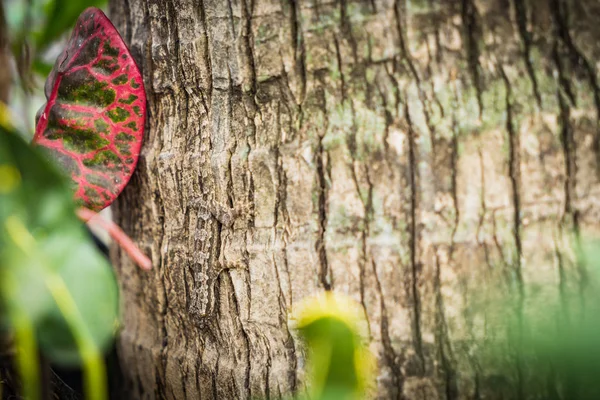 Gecko Lizard on the tree close up focus — Stock Photo, Image