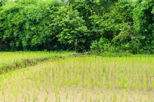 Thai farm Rice Field in Thailand, Rice field landscape backgroun — Stock Photo, Image