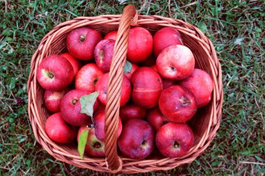 taze kırmızı elma sepeti.