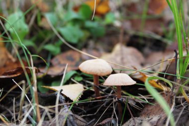 Mantar yetişir sonbahar ormanda.