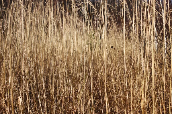 Фон с сухой осенней травой . — стоковое фото