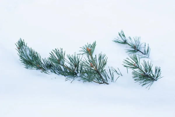 冷杉树枝在雪. — 图库照片