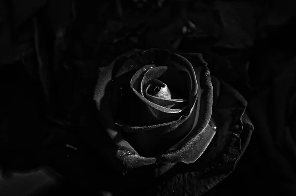 Πανέμορφο Λουλούδι Μαύρο Τριαντάφυλλο Μέσα Στο Σκοτάδι Της Νύχτας — Φωτογραφία Αρχείου