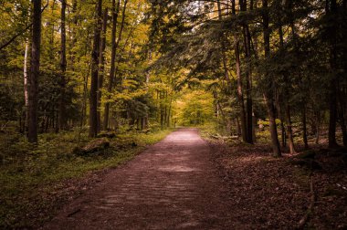 Orman yolu karanlıktan, ontario, Kanada, crawford Gölü sonbaharı