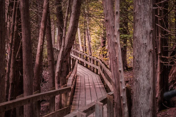 Kronkelend bos houten pad loopbrug door wetlands, ontario, canada, crawford meer herfst, herfst — Stockfoto