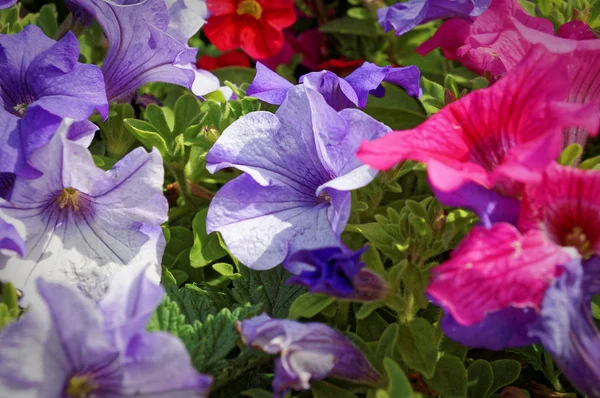 Flowerbed treasures. Blue, pink, violet, and white flowers with green leaves in a flowerbed