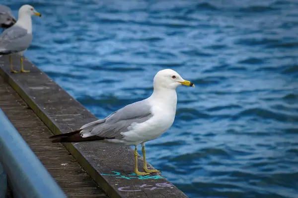 Чайка стоит на краю пирса. Закрыть вид на белых и серых птиц чайки на фоне естественной голубой воды . — стоковое фото