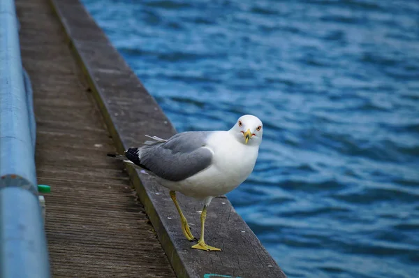 Чайка смотрит в камеру на краю пирса. Закрыть вид на белых и серых птиц чайки на фоне естественной голубой воды . — стоковое фото