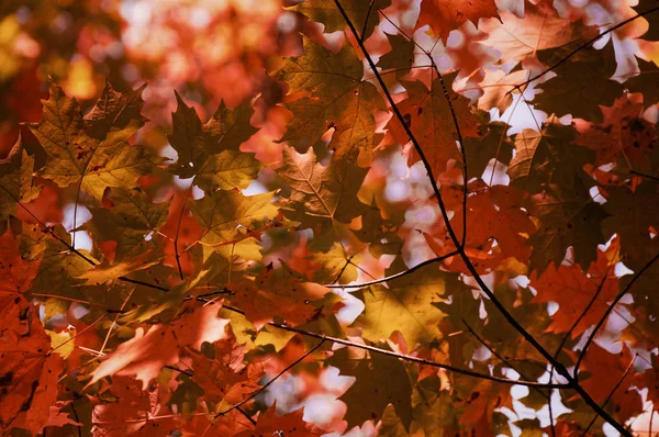 Фон. Осенние листья. На улице. Желтая оранжевая красная листва осеннего леса . — стоковое фото