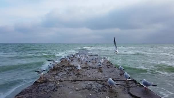 I gabbiani volano da un molo di cemento sullo sfondo del mare e del cielo. perfezionismo, 4k rallentamento del movimento — Video Stock