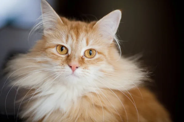 Ginger cat portrait at home — Stock Photo, Image