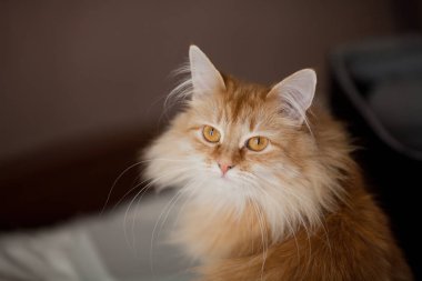 Kızıl kedi portresi