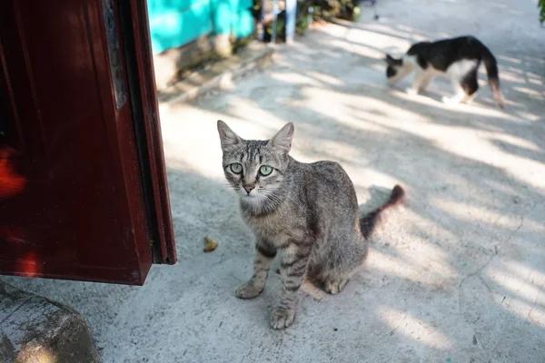 Sokaktaki gri kedi